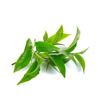 SIVA Tea Tree Essential Oil
